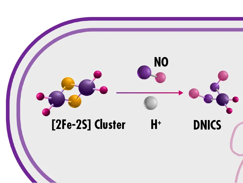 Grafik stellt dar, wie NO Eisen-Schwefel-Cluster inaktiviert. 