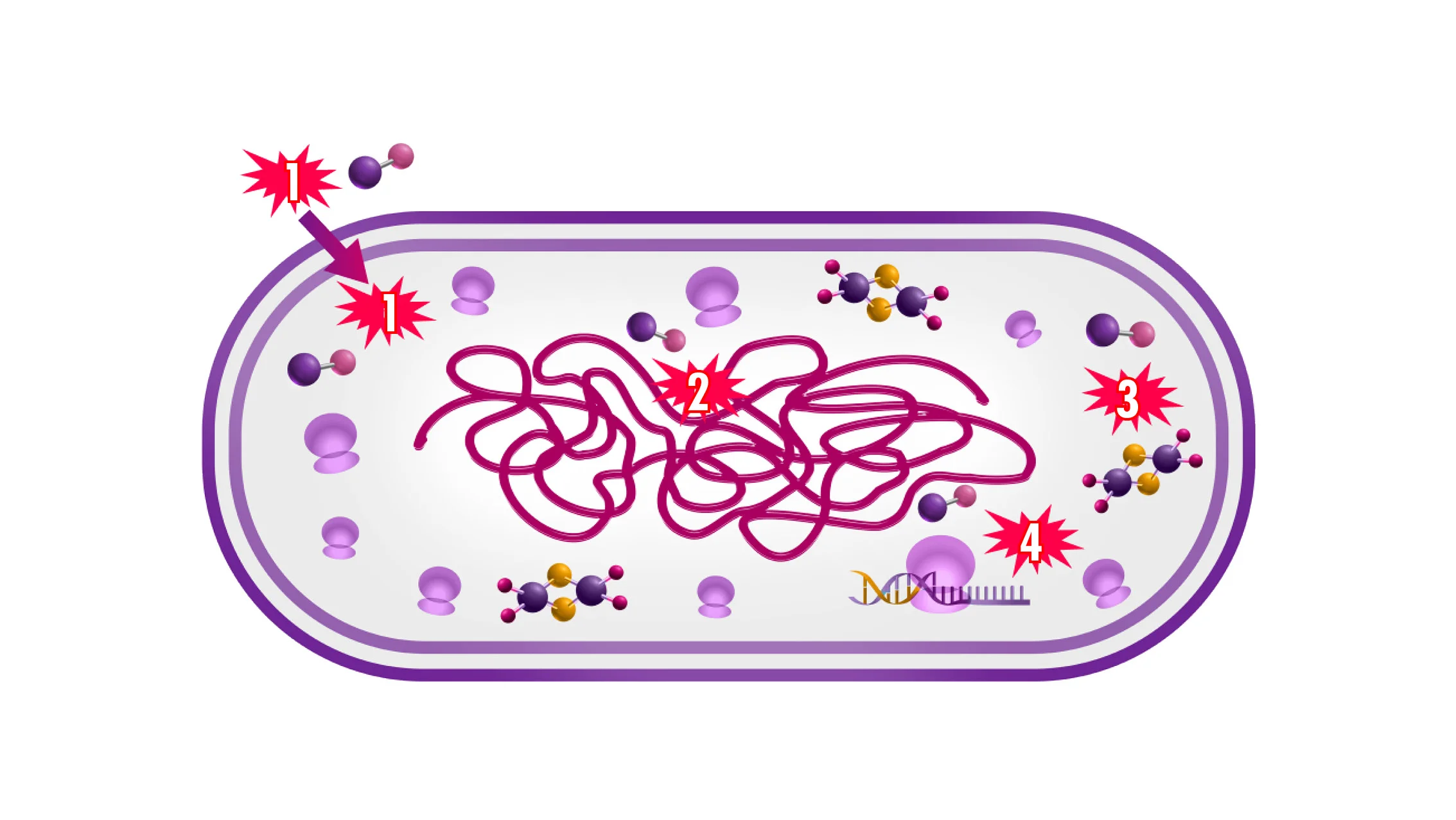 un cuore rosa e viola